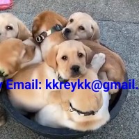 Billiga labrador- och golden retrievervalpar för adoption E-post: kkreykk@gmail.com