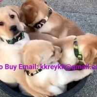 Günstige Labrador- und Golden Retriever-Welpen zur Adoption E-Mail: kkreykk@gmail.com