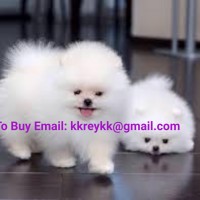 Pommeren puppy's voor adoptie E-mail: kkreykk@gmail.com