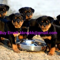 Chiots Rottweiler allemands à adopter e-mail : kkreykk@gmail.com