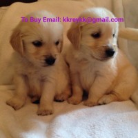 Cuccioli di Golden Retriever in adozione Email: kkreykk@gmail.com