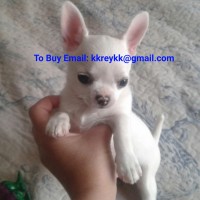 Chiots Chihuahua de 12 semaines Courriel : kkreykk@gmail.com