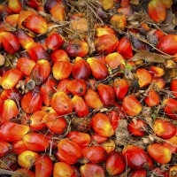 olej palmowy do gotowania, biodiesla i innych zastosowań