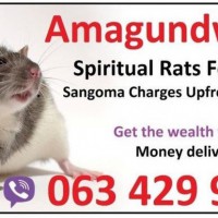 Best Spiritual rats for Money Spells in Rustenburg | Benoni | Brakpan with Baba Messe +27634299958